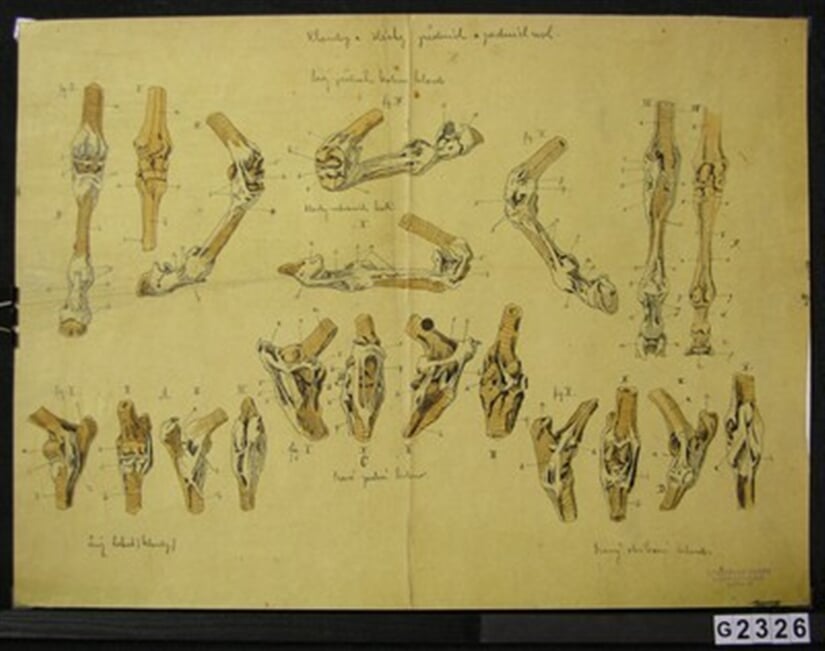 Anatomie kone VI.