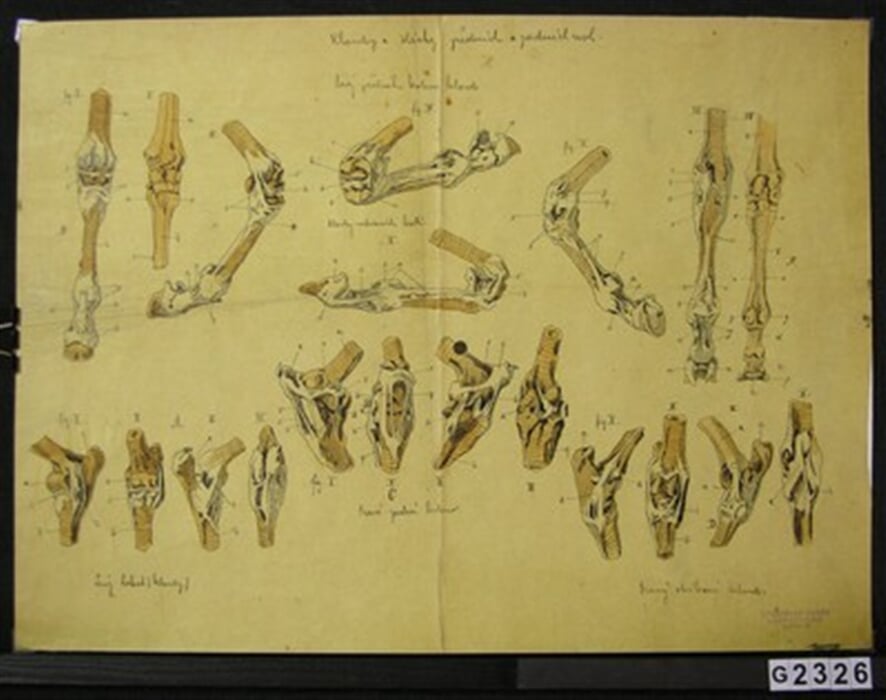 Anatomie kone VI.
