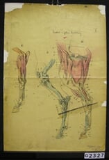 Anatomie koně VII.