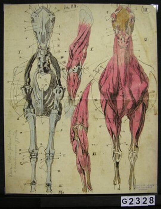Anatomie koně VIII.