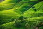 Srí Lanka - Nuwara Eliya
