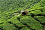 Srí Lanka - čajové plantáže oblasti Ramboda