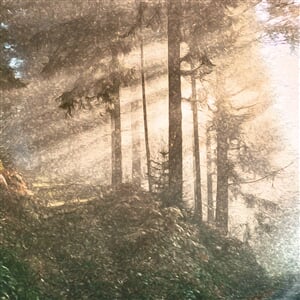 Demo-paleta Mlžný les