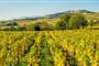 Vinařská krajina v Alsasku - poznávací zájezdy do Francie
