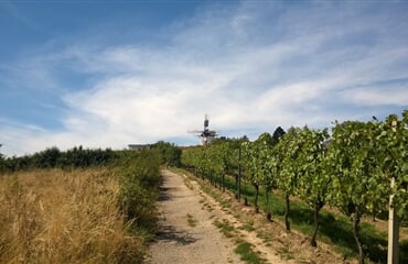 Znojmo - Kde se rodí víno - slavnosti ve Znojmě a Retzu
