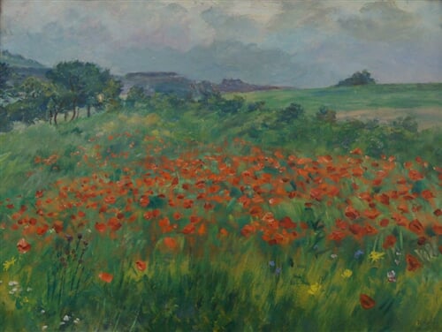 Vlčí máky v nepohodě