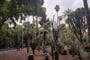 Maroko, zahrady Majorelle