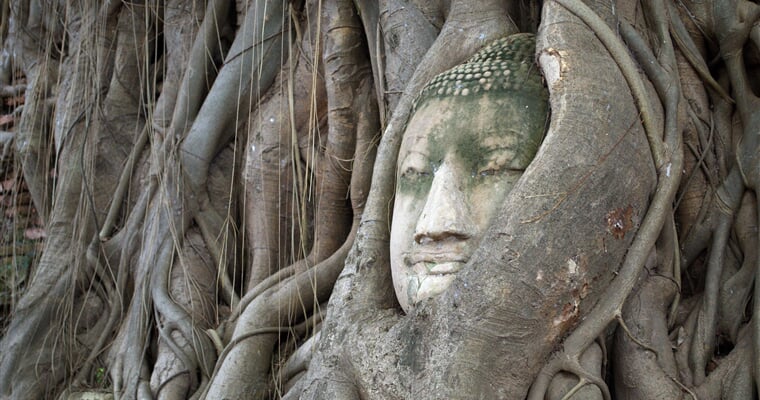 buddha head, bodhi tree, ayutthaya