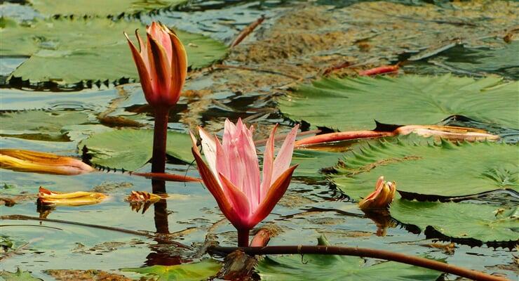 Jaro na termálním jezeře Hévíz