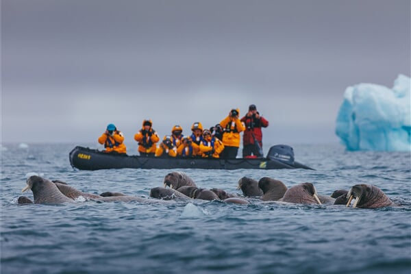Photo by David Merron. Walruses in the water, Svalbard.