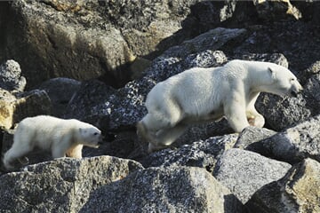 Around Spitsbergen - In the realm of Polar Bear & Ice (m/v Hondius)
