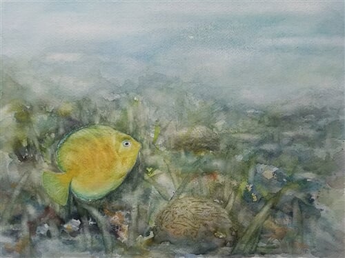 Bodlok žlutý u Carriacou, Grenada