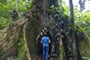 w-Ekvador-Ceiba (Sumaumeira Tree)-iStock-1398215969