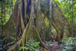 w-Ekvador-Kmen stromu Ceiba-iStock-1252984553