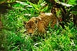 w-Ekvador-jaguar-iStock-1184028419