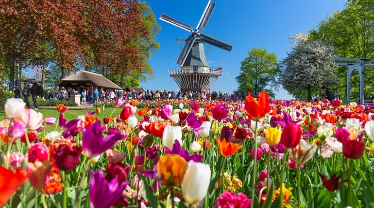 Keukenhof_tulipany_mlyn1