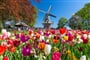 Keukenhof_tulipany_mlyn1
