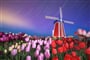 Keukenhof_tulipany_vecer_mlyn1