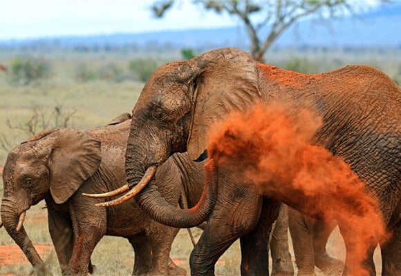 Keňa - Safari v Masai Mara a NP Lake Nakuru s pobytem u moře s all inclusive