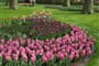 Holandsko - Keukenhof - ráj každého milovníka květin a květů
