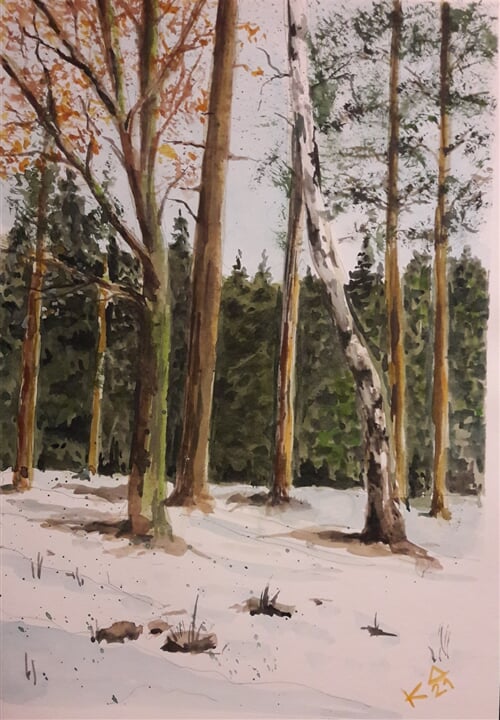 Pohled do zimního lesa