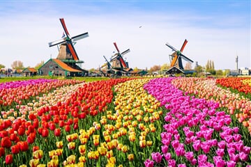 Holandsko Květinové korzo 2024, Amsterdam, Keukenhof, Rotterdam