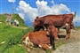 Kitzbühelské Alpy - zájezd s pohodovou turistikou lanovkami (3)