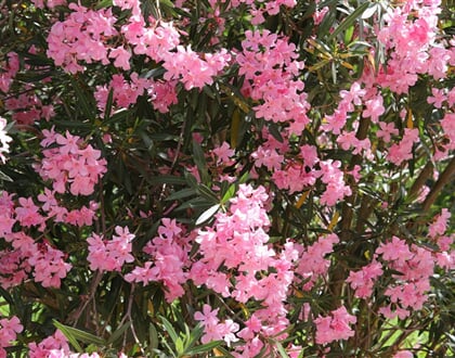 Rozkvetlá zahrada, Arborea, Sardinie