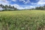 Ubud - rýžová pole