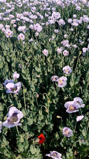 InShot 20230703 130635857