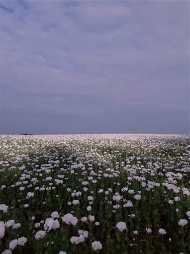 InShot 20230703 130806189