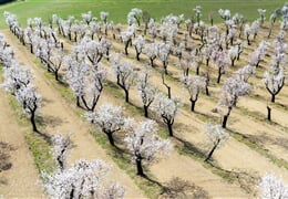 Jarní Morava A Mandloňové Sady – Hustopeče