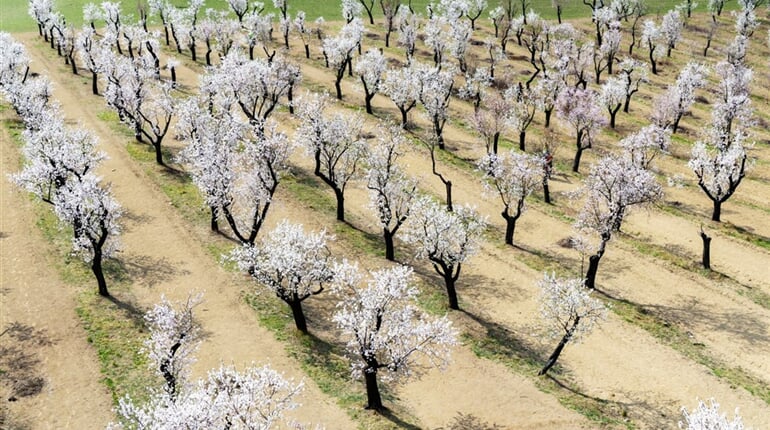 Hustopeče - mandlový sad