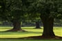 golf bechyne