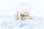 Foto - Ledoborcem na Severní pól
