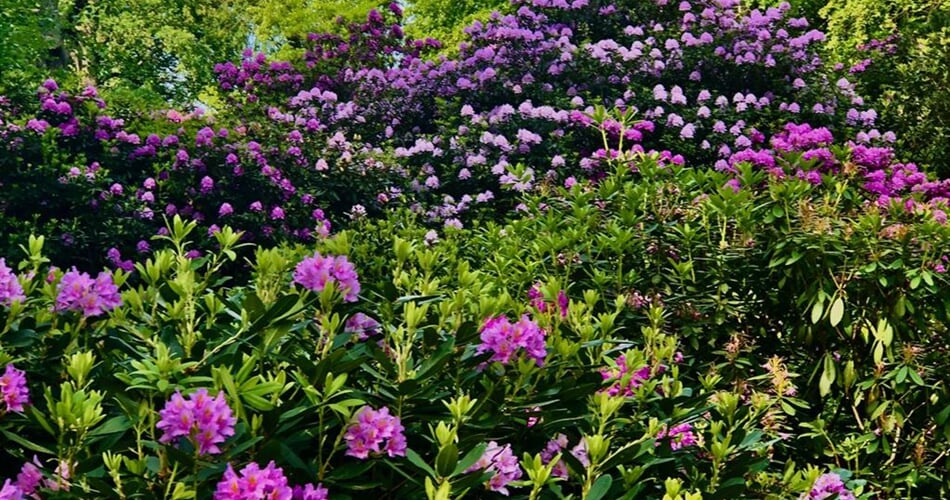 Rododendrony 