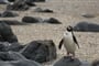 Nový Zéland - tučňák