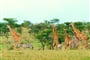 Keňa - safari