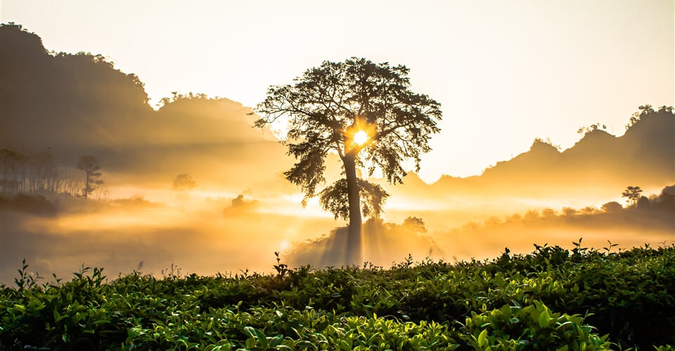 tree, sunset, bushes