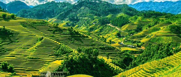 rice terraces, rice fields, mu cang chai