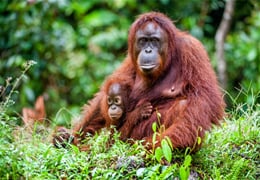 Malajsie, Borneo - dobrodružná cesta za přírodou a zvířaty Sarawaku a Sabahu pro nenáročné