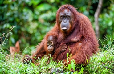 Malajsie, Borneo - dobrodružná cesta za přírodou a zvířaty Sarawaku a Sabahu pro nenáročné
