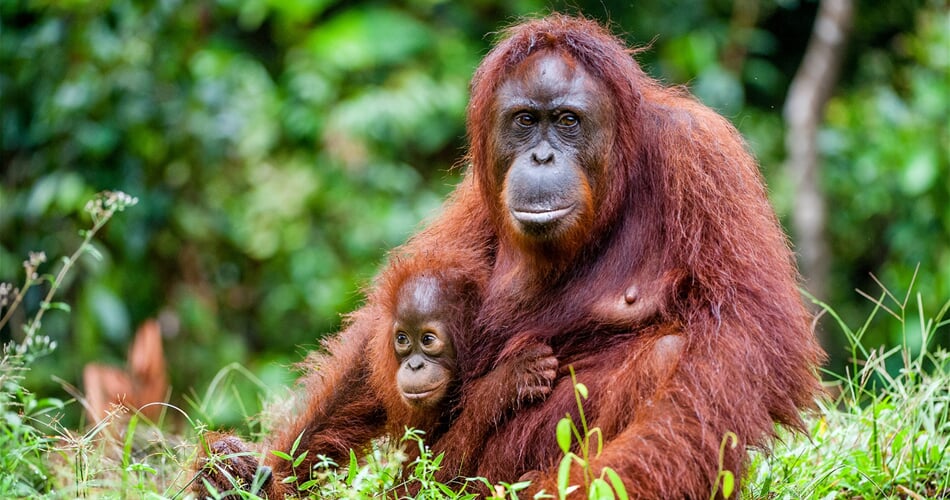 orangutani na Borneu