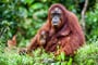 orangutani na Borneu