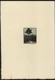 Borovice