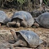Galapágy - unikátní přírodní laboratoř světa