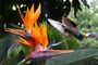 Kolibřík - Kostarika