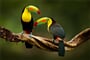 Tukan na Kostarice