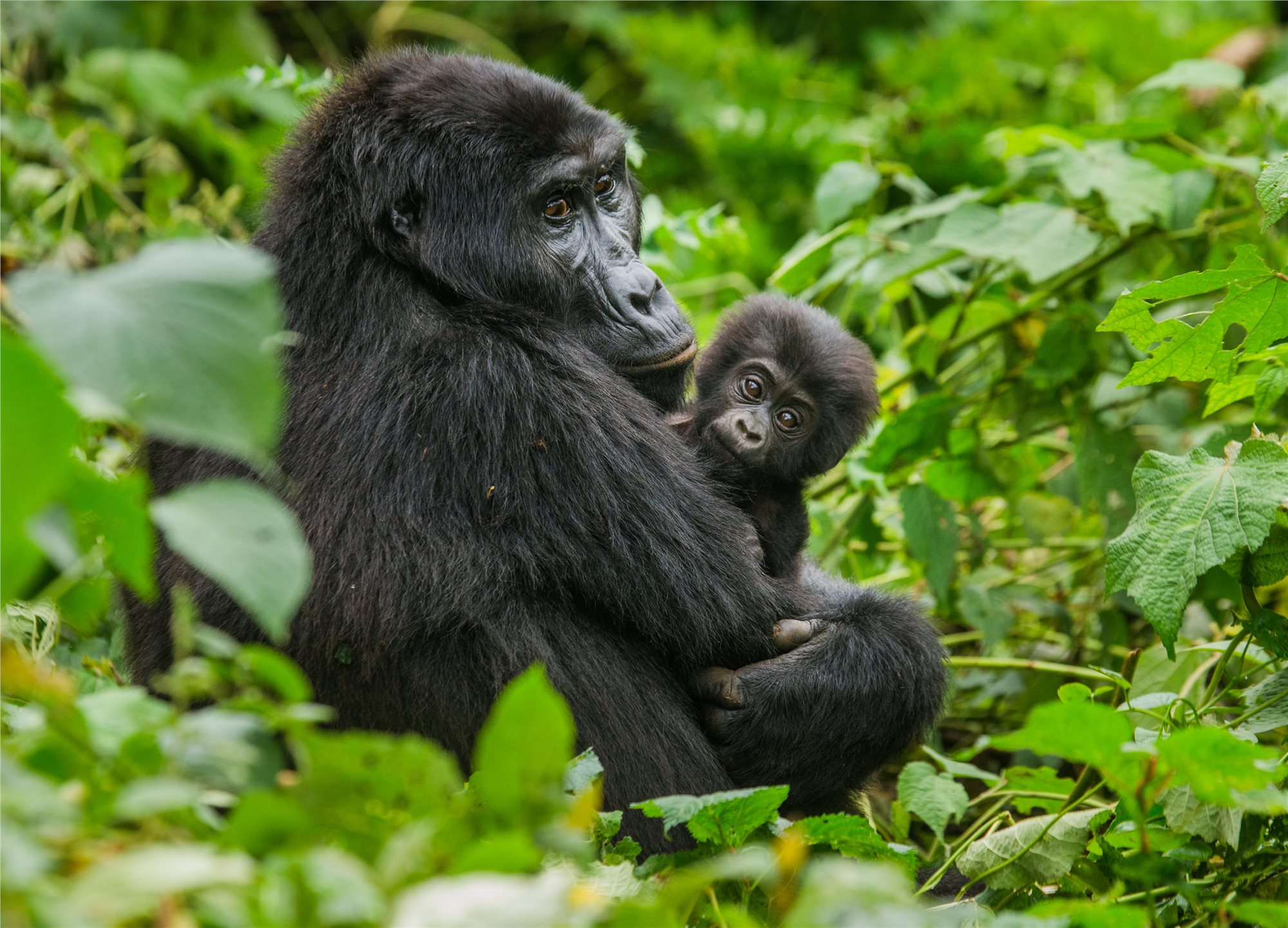 Gorilí samice s mládětem v Ugandě