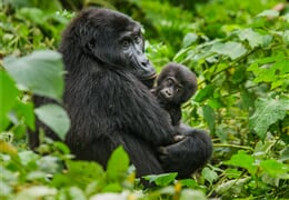 Uganda - Dobrodružná výprava nejen k horským gorilám